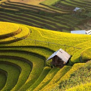 Tour Mù căng chải – Suối giàng – Tú lệ – Mùa lúa chín